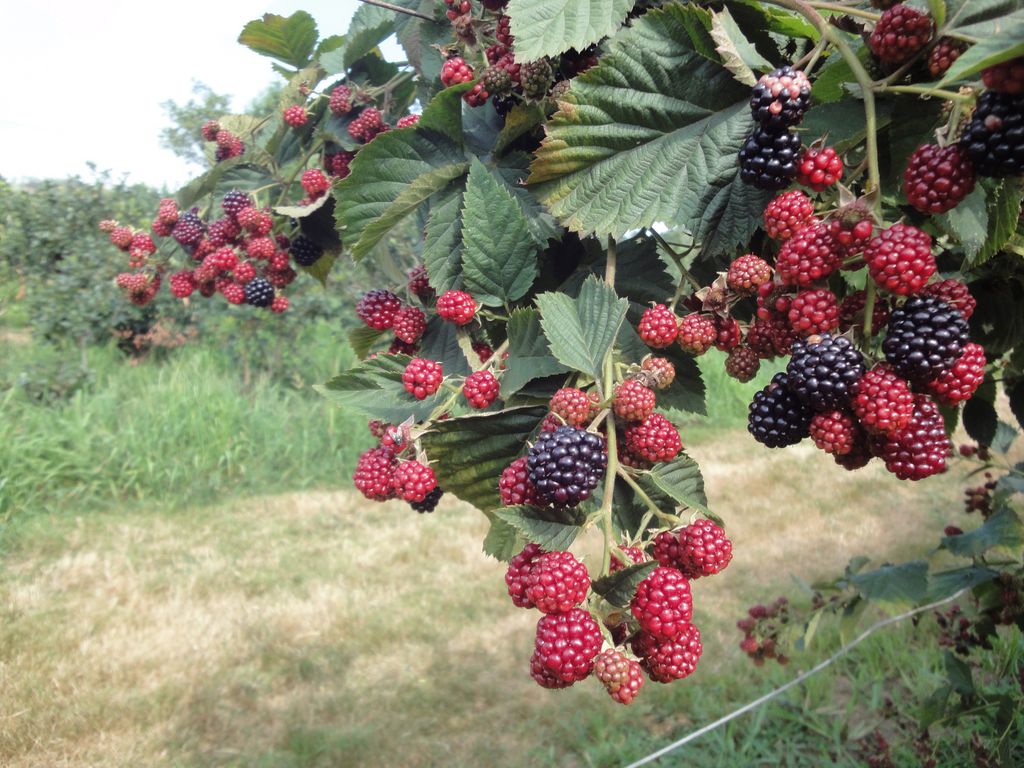 moras en Asturias